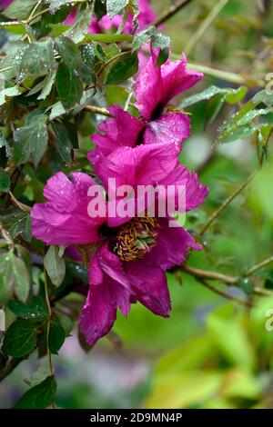 Paeonia suffruticosa,rose violet fleur,fleurs,floraison,arbre pivoine,printemps,jardin,jardins,RM Floral Banque D'Images