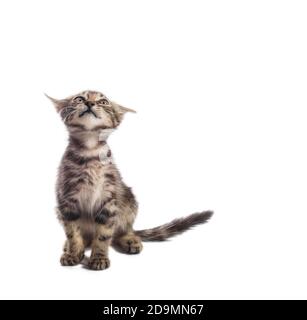 tabby peur petit chaton regardant vers le haut sur un fond blanc Banque D'Images