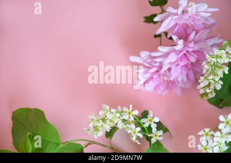 Belles fleurs printanières ou blanc sommer de cerise de pomme ou d'oiseau, jonquille, lilas ou aster violet sur fond rose. Économisez l'espace. Vue du dessus Banque D'Images