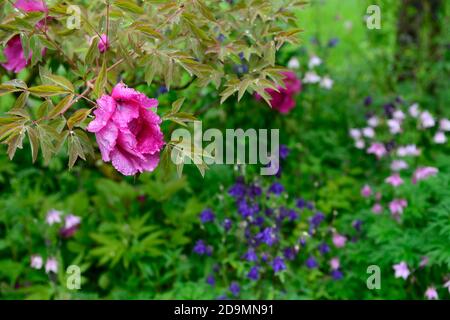 Paeonia suffruticosa,rose violet fleur,fleurs,floraison,arbre pivoine,printemps,jardin,jardins,RM Floral Banque D'Images