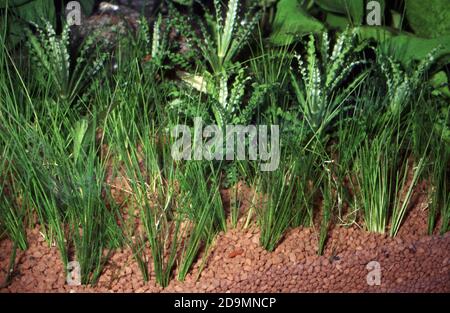 Papyrus nain, Eleocharis acicularis Banque D'Images