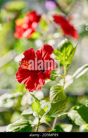 Les fleurs d'hibiscus fleurissent sur une branche. Fond d'été coloré Banque D'Images