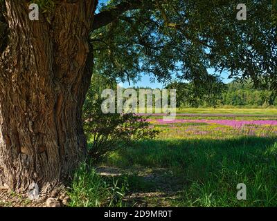 Europe, Allemagne, Hesse, Ederbergland, Parc National de Kellerwald-Edersee Parc naturel, vieux saule brisé (Salix fragilis) dans l'Ederauen près de Herzhausen, saule pourpre fleuri (Lythrum salicaria) Banque D'Images