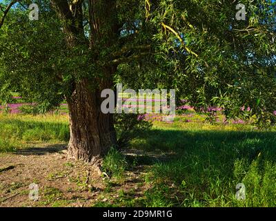 Europe, Allemagne, Hesse, Ederbergland, Parc National de Kellerwald-Edersee Parc naturel, vieux saule brisé (Salix fragilis) dans l'Ederauen près de Herzhausen, saule pourpre fleuri (Lythrum salicaria) Banque D'Images