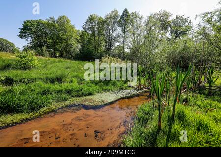 L'eau courante renatrée, le Breuskes Mühlenbach, appartient au système de l'Emscher, était auparavant un canal d'eaux usées ouvert, au-dessus du sol, conversion d'Emscher, Recklinghausen, région de la Ruhr, Rhénanie-du-Nord-Westphalie, Allemagne Banque D'Images