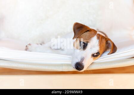 Un magnifique chien Jack russell terrier se trouve dans une chaise sur le côté, repose, regarde sur le côté. Gros plan d'un chien. Arrière-plan clair, espace de copie. Banque D'Images