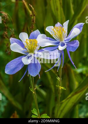 Colorado Blue columbine, bassin de Chicago, région sauvage de Weminuche, forêt nationale de San Juan entre Durango et Silverton, Colorado. Banque D'Images