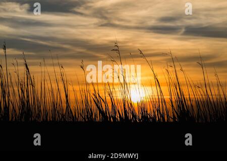 Herbes sur la plage dans la dernière lumière du soleil - coucher de soleil avec silhouette Banque D'Images