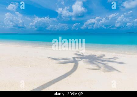 Paysage de plage tropical artistique, le palmier laisse l'ombre. Paysage marin incroyable, motif nature exotique. Abstrait paradis île côte, temps ensoleillé Banque D'Images