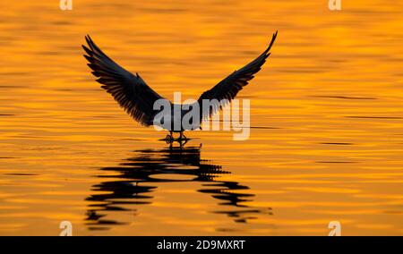 Sutton à Ashfield, Angleterre, Royaume-Uni. 6 novembre 2020. Météo au Royaume-Uni. Silhouette d'un mouette à tête noire avec un atterrissage de réflexion sur l'eau plate au réservoir de King's Mill au coucher du soleil. Crédit : Alan Keith Beastaall/Alay Live News Banque D'Images