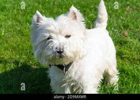 Charmant terrier blanc des Highlands de l'Ouest dans le jardin Banque D'Images