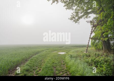 Route de terre, stand de chasseur, bord de la forêt, brouillard, matin, printemps, Mönchberg, Miltenberg, Spessart, Bavière, Allemagne Banque D'Images