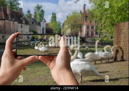 Touriste prenant une photo de la place avec des cygnes près du Begijnhof à Bruges, Belgique. Zone désignée pour les cygnes dans la vieille ville historique de Bruges. Banque D'Images