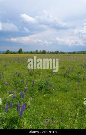 Prairie, lupin à feuilles multiples, Lupinus polyphyllus, printemps, Hausen, Lange Rhön, Rhön, Bavière, Allemagne Banque D'Images