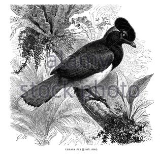 Urraca Jay (peluche-crêsted Jay), illustration vintage de 1894 Banque D'Images