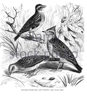 Skylark (Alauda arvensis), Woodlark (Lullula arborea), Lark à crête (Galerida cristata), illustration ancienne de 1894 Banque D'Images