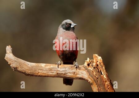 Un petit cirbill à face noire (Estrilda erythronotos) perché sur une branche, Afrique du Sud Banque D'Images