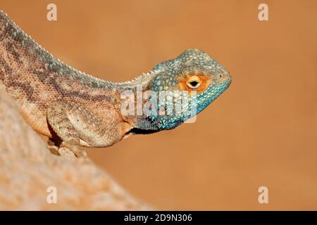 Portrait d'un agama de sol (Agama aculeata) assis sur un rocher contre un ciel bleu, Afrique du Sud Banque D'Images