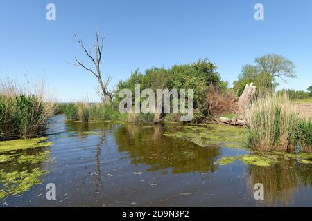 Backwater à Lieper Winkel, Lieper Winkel, île d'Usedom, Mer Baltique, Mecklenburg-Poméranie occidentale, Allemagne Banque D'Images