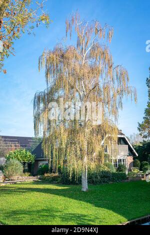Bouleau simple avec feuillage d'automne dans un suburbain jardin Banque D'Images