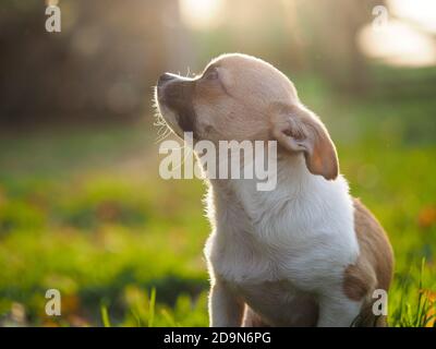 Le chien Chihuahua apprécie la chaleur du soleil Banque D'Images