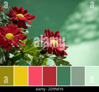 Palette de couleurs assorties à partir de gros plan de fleurs de chrysantemum rouge foncé sur un buisson. Lumière du soleil, ombres. Banque D'Images