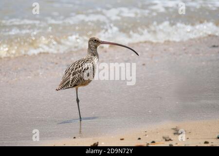 Courlis de l'extrême-Orient Numenius madagascariensis Cains, Queensland, Australie 31 octobre 2019 Adulte Scolopacidae ESPÈCES EN VOIE DE DISPARITION Banque D'Images