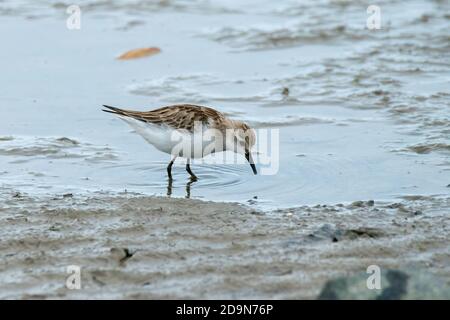 Vielle à col rouge Calidris ruficollis Cains, Queensland, Australie 30 octobre 2019 Adulte Scolopacidae Banque D'Images