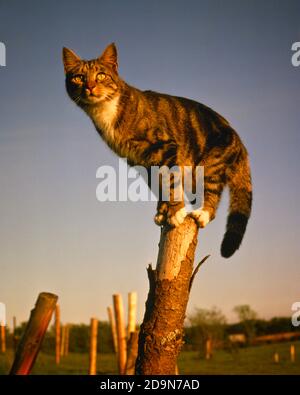 FERME DE TABBY DES ANNÉES 80 CAT AVEC NEZ ROSE BLANC CHAUSSETTES ET LE COU DEBOUT ÉQUILIBRÉ SUR LE POTEAU ÉTROIT DE CLÔTURE DE FERME REGARDANT À LA CAMÉRA - KC9402 PHT001 HARS CHEVEUX COURTS Banque D'Images