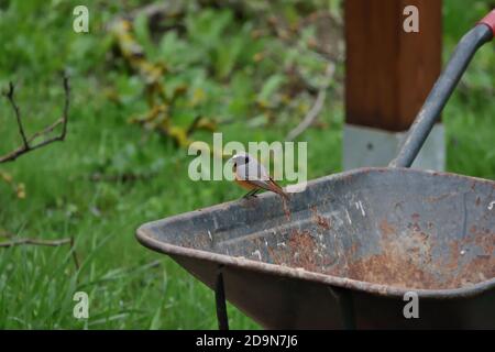 redstart isolé reposant sur une brouette. Banque D'Images