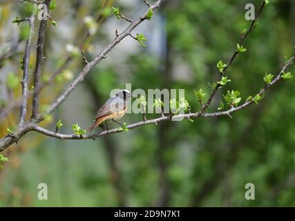 Isolé Homme Redstart a posé sur une branche en avril sur le fond naturel de la campagne ligure. Banque D'Images