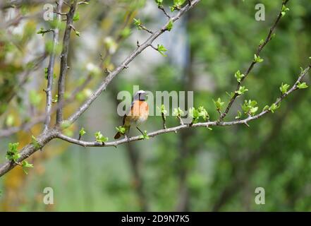 Isolé Homme Redstart a posé sur une branche en avril sur le fond naturel de la campagne ligure. Banque D'Images