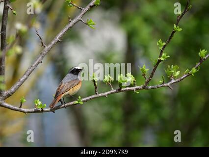 Isolé Homme Redstart a posé sur une branche en avril sur le fond naturel de la campagne ligure. Banque D'Images