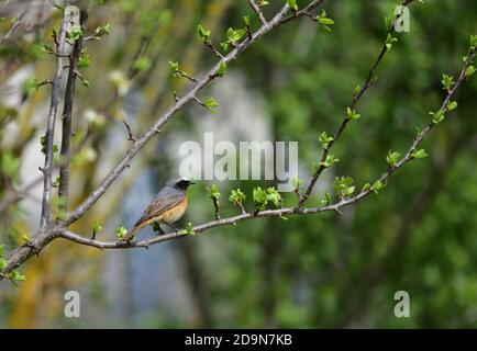 Isolé Homme Redstart a posé sur une branche en avril sur le fond naturel de la campagne ligure. Banque D'Images