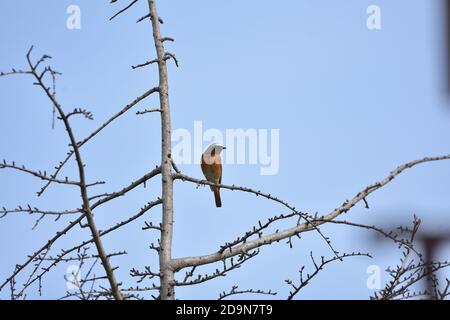 Isolé Homme Redstart a posé sur une branche en avril sur le fond naturel de la campagne ligure. Banque D'Images