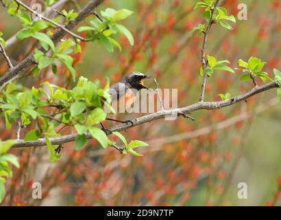 Isolé Homme Redstart a posé sur une branche en avril sur le fond naturel de la campagne ligure. Banque D'Images