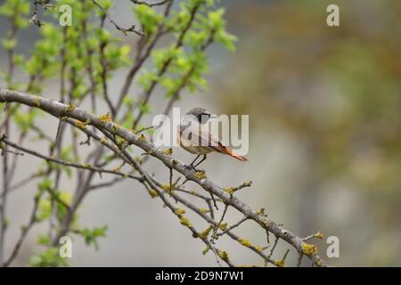 Isolé Homme Redstart a posé sur une branche en avril sur le fond naturel de la campagne ligure. Banque D'Images