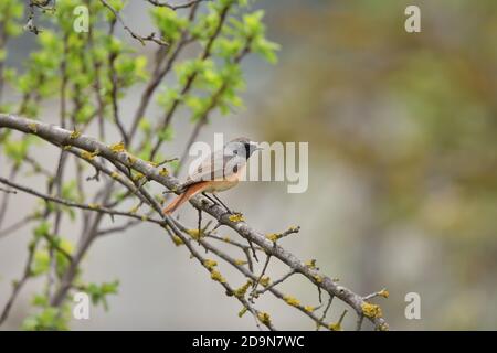 Isolé Homme Redstart a posé sur une branche en avril sur le fond naturel de la campagne ligure. Banque D'Images