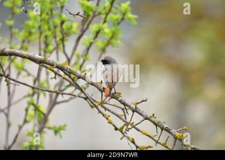 Isolé Homme Redstart a posé sur une branche en avril sur le fond naturel de la campagne ligure. Banque D'Images