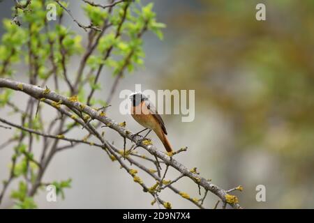 Isolé Homme Redstart a posé sur une branche en avril sur le fond naturel de la campagne ligure. Banque D'Images