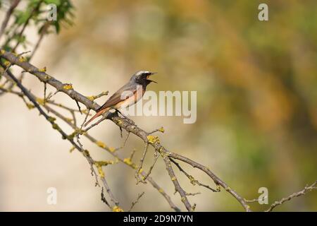 Isolé Homme Redstart a posé sur une branche en avril sur le fond naturel de la campagne ligure. Banque D'Images