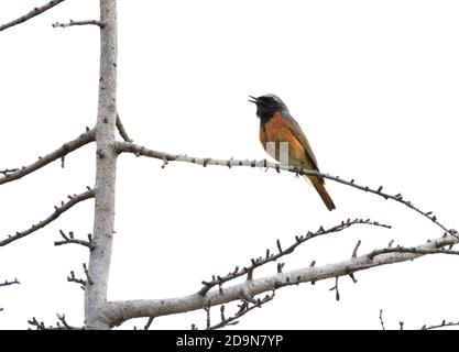 Isolé Homme Redstart a posé sur une branche en avril sur le fond naturel de la campagne ligure. Banque D'Images