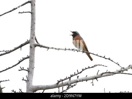 Isolé Homme Redstart a posé sur une branche en avril sur le fond naturel de la campagne ligure. Banque D'Images