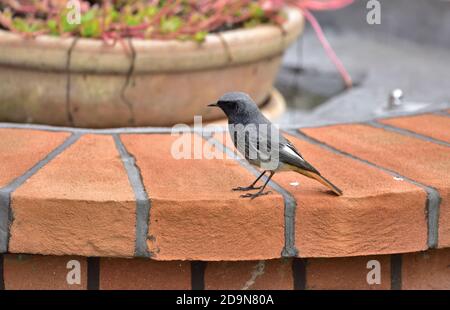 le redstart isolé se déplace près des maisons à la recherche de nourriture. Banque D'Images