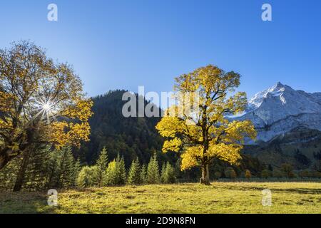 Sycamore érable dans l'Eng, Hinterriß, Tyrol, Autriche Banque D'Images