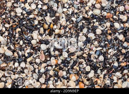 Un grand nombre de mollusques de coquillages se trouve sur la côte. Fond naturel de coquillages Banque D'Images