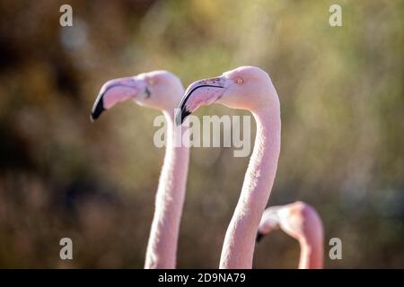 Gros plan de la belle tête de Flamingo rose chilien contre arrière-plan flou Banque D'Images