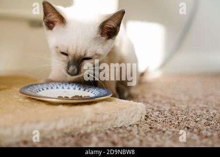 Un chaton siamois de Lilac point de 14 semaines mangeant des kibbles d'une petite assiette dans un rayon de soleil. Banque D'Images