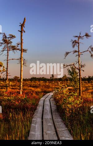 Coucher de soleil sur le marais avec plankway menant à travers les buissons de bruyère pourpre. Banque D'Images