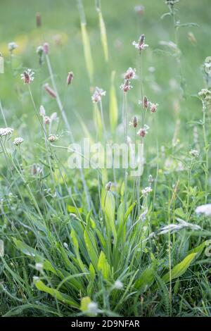 Ribwort plantain dans un pré Banque D'Images